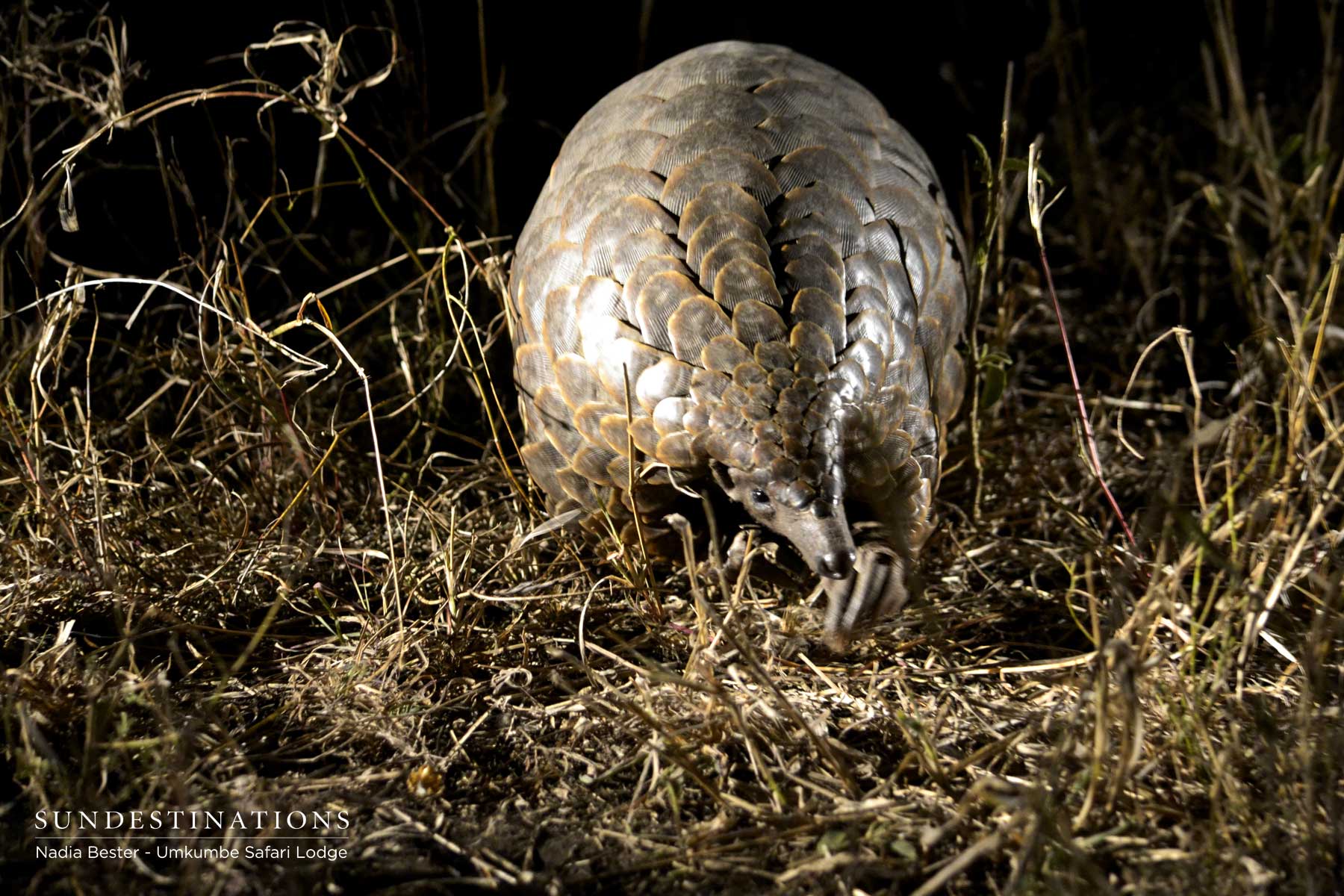 Pangolin at Umkumbe Safari Lodge