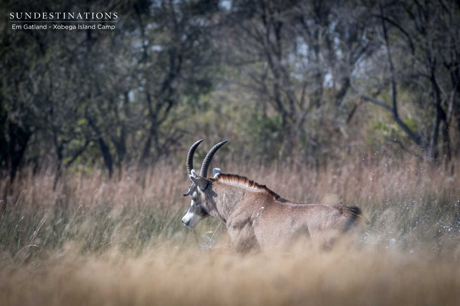 Roan Antelope Xobega