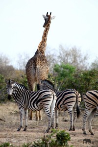 Zebra and Giraffe Ivory Wilderness