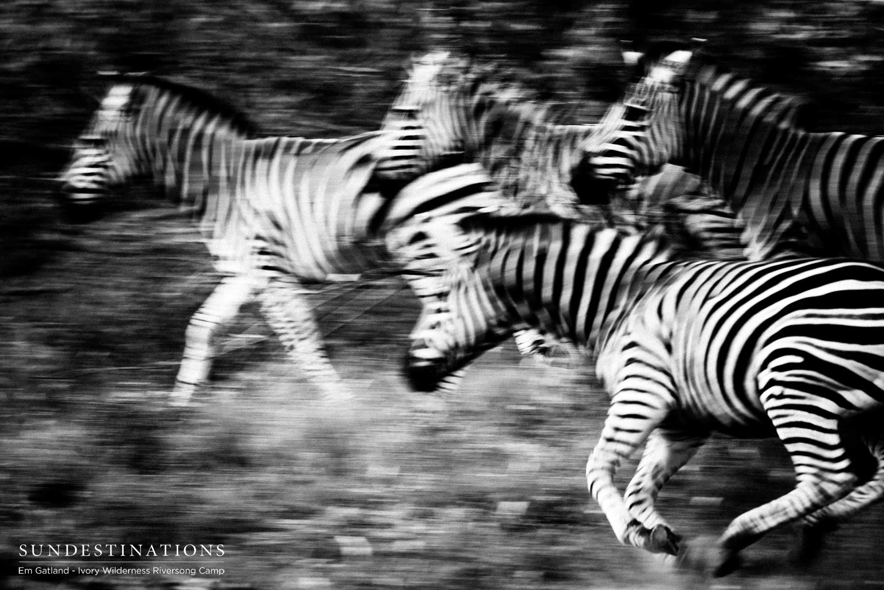 Ivory Wilderness Zebra