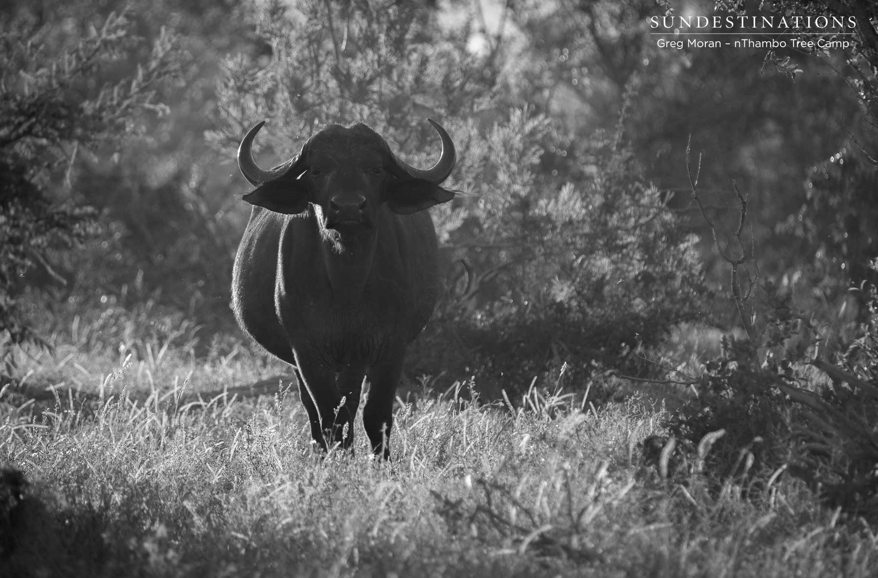 nThambo Cape Buffalo