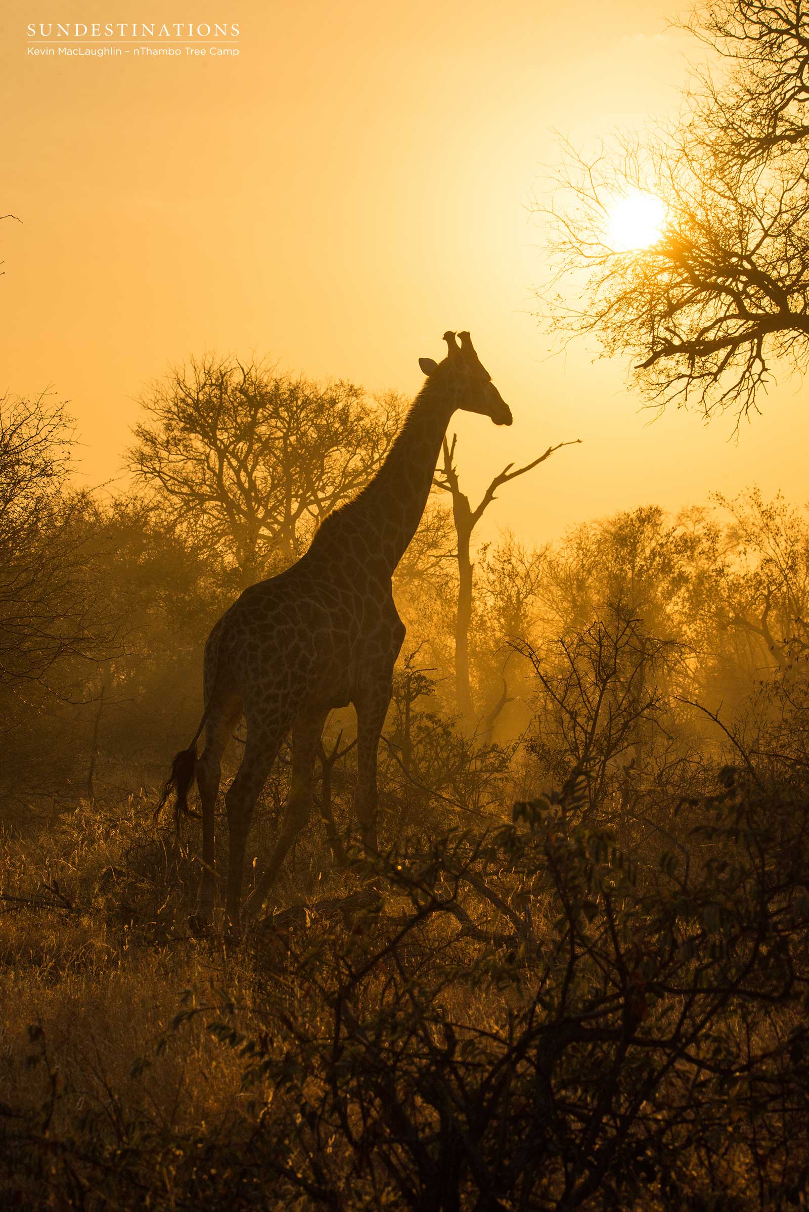 Giraffe in the Hazy Golden Light