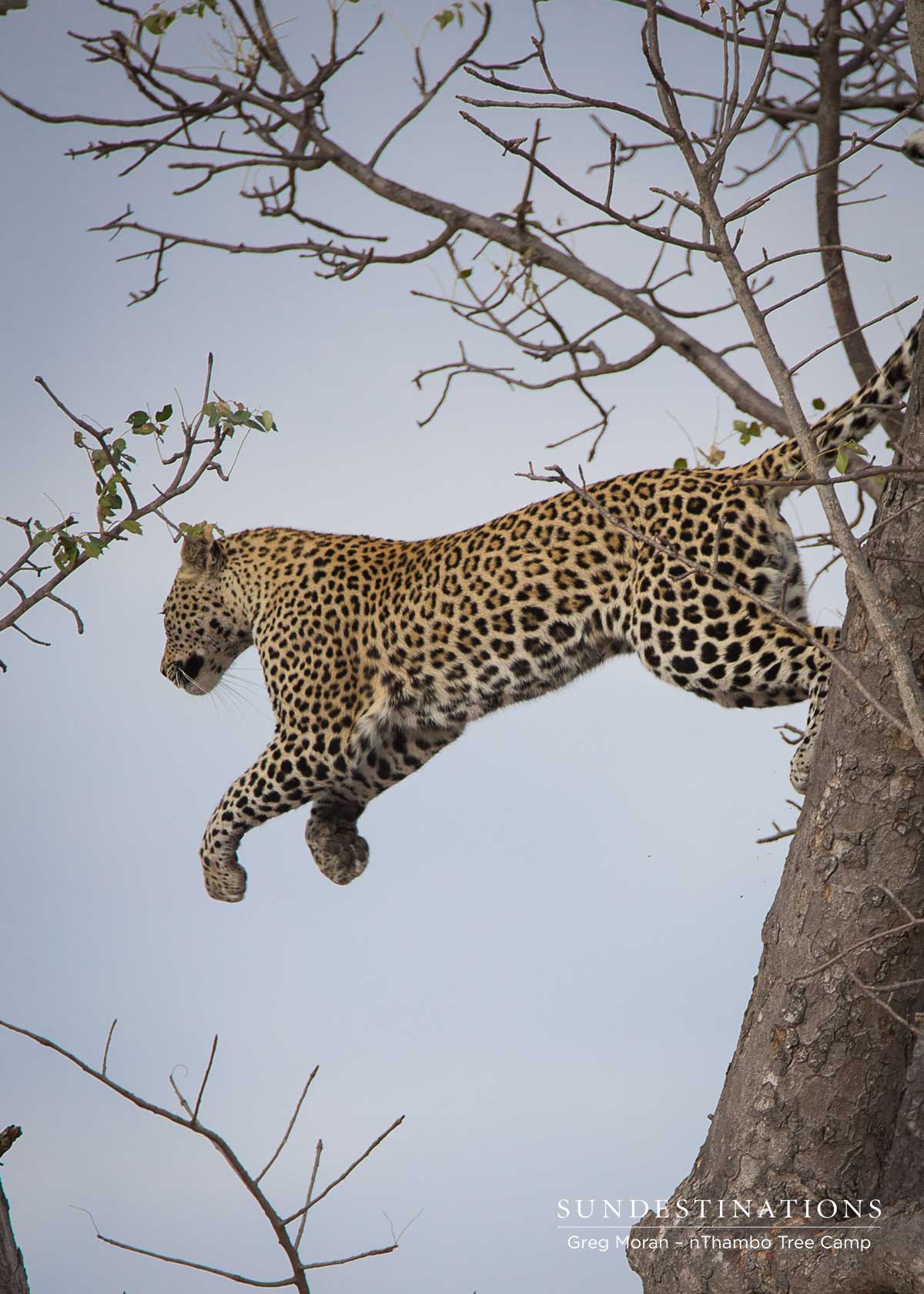 nThambo Leopard