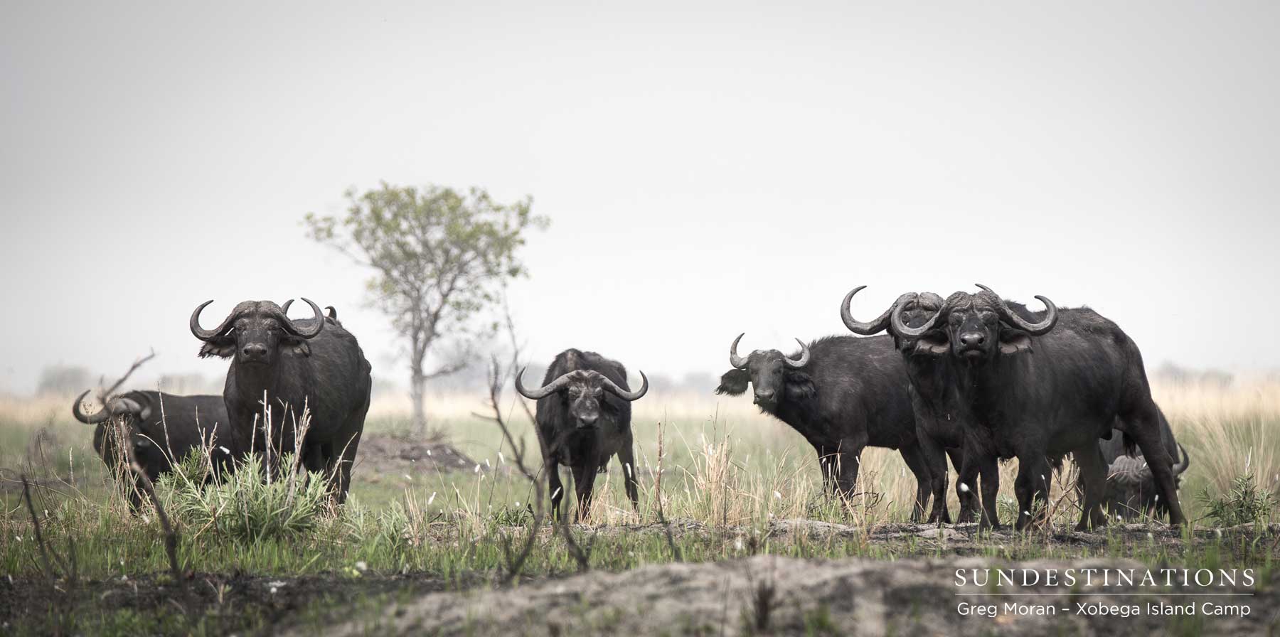 Xobega Buffalo Herd
