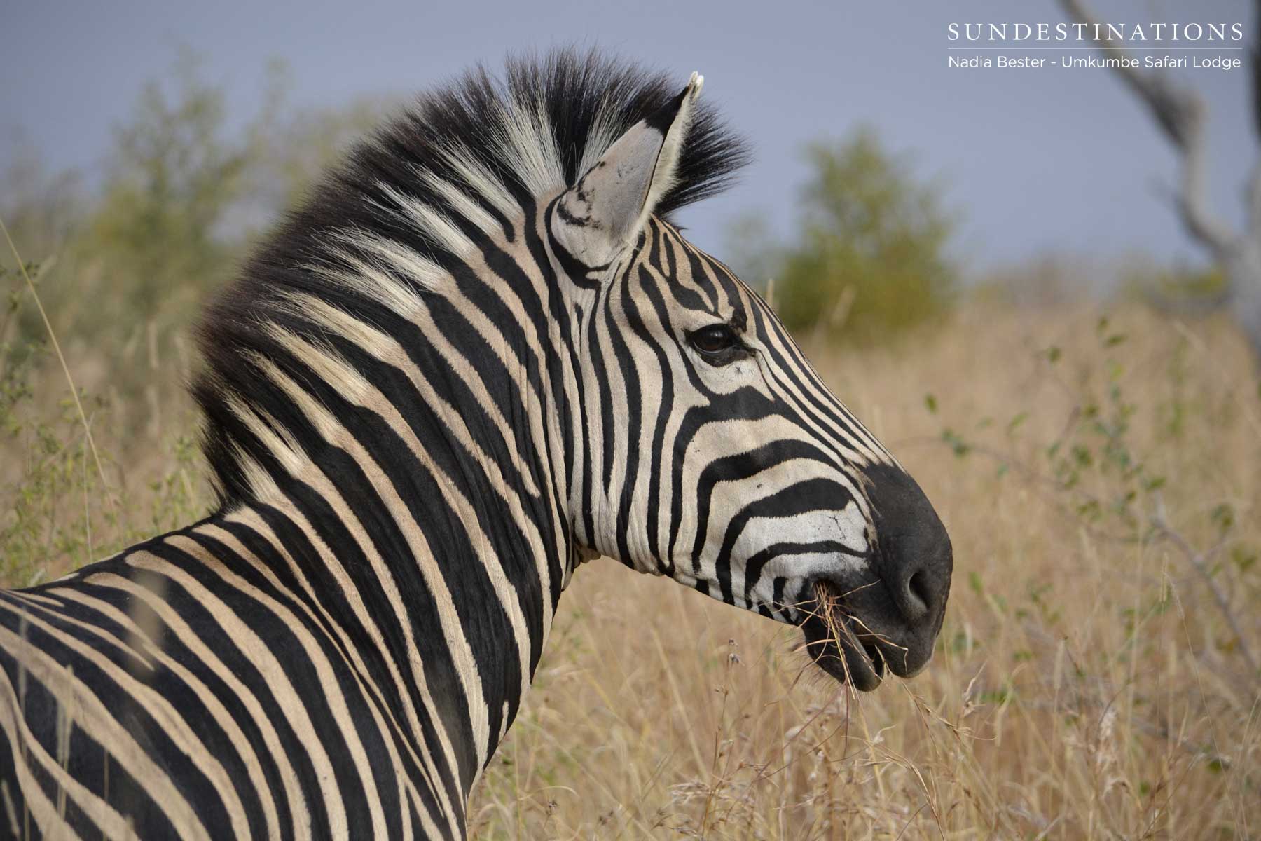Zebra Foal in Umkumbe