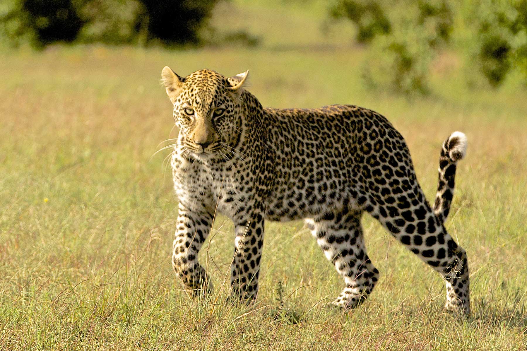 Leopard on Walk - Warren Samuels