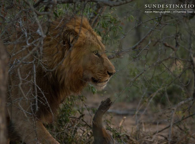 Lone Sumatra Male Lion in Klaserie Mates with Ross Females