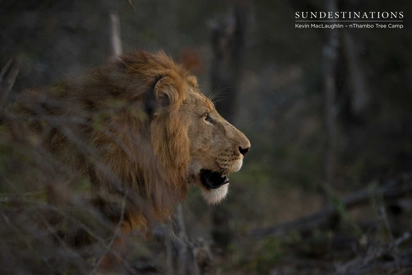 Lion Sighting nThambo Tree Camp