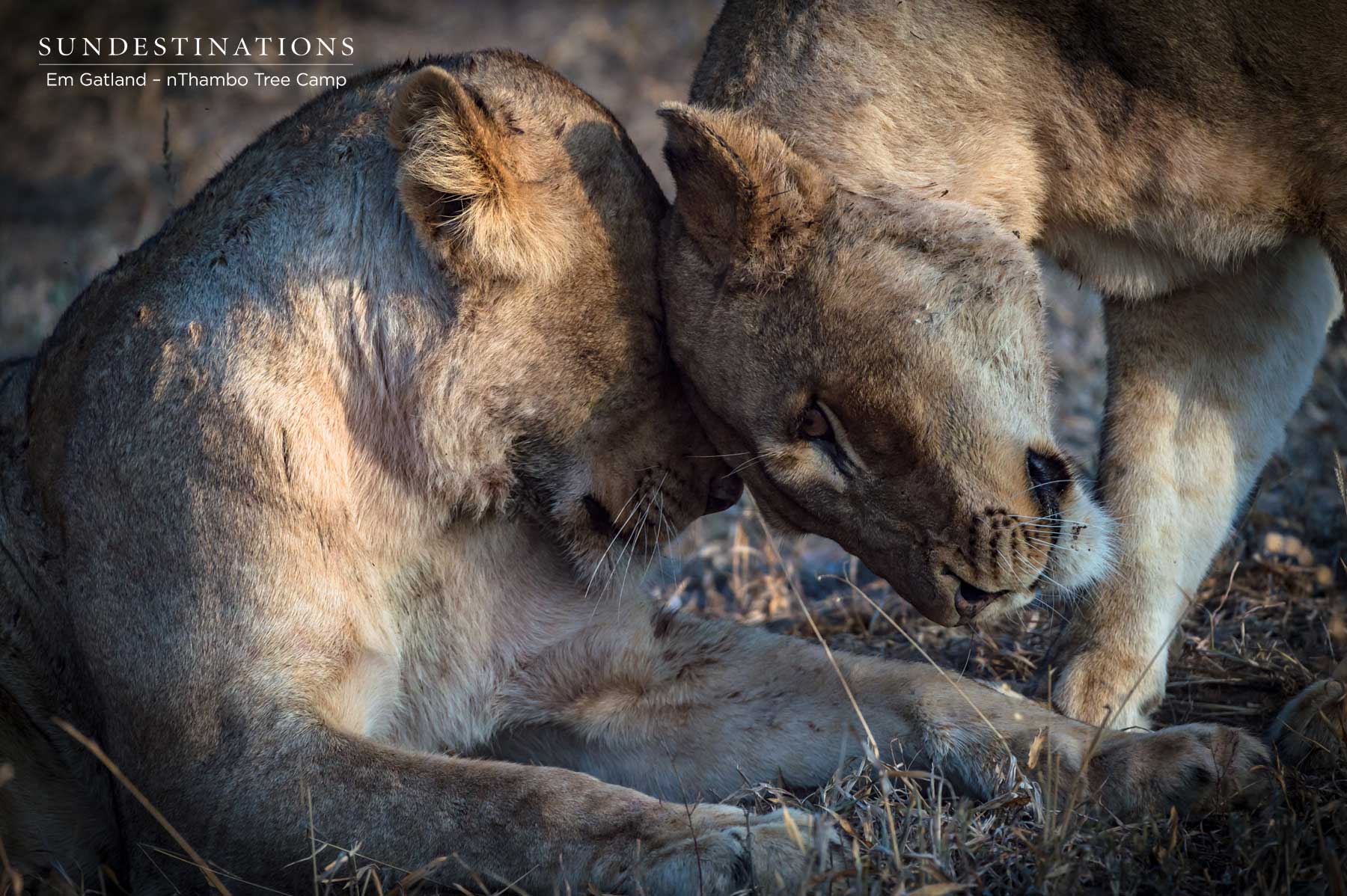 Mbiri Lionesses