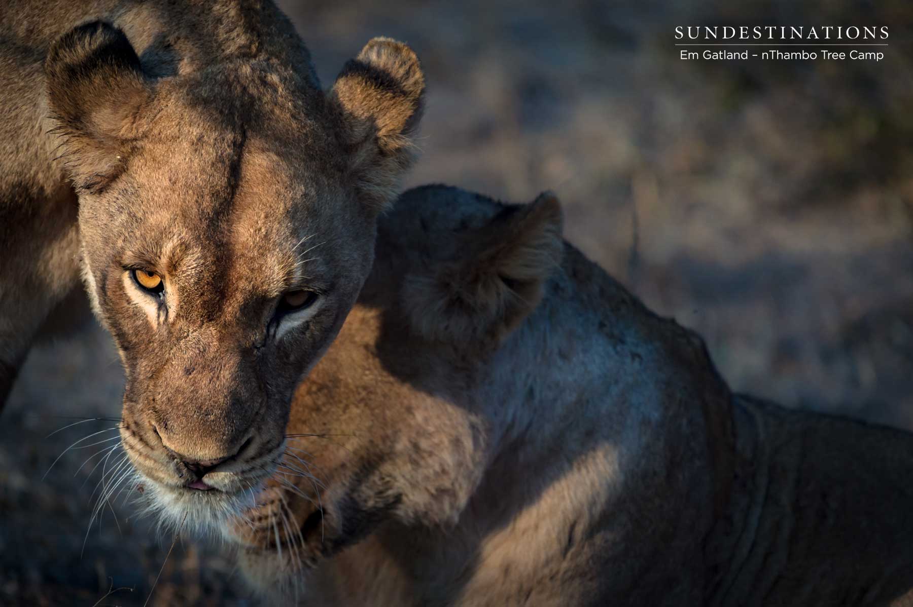 Lionesses - Mbiri Males