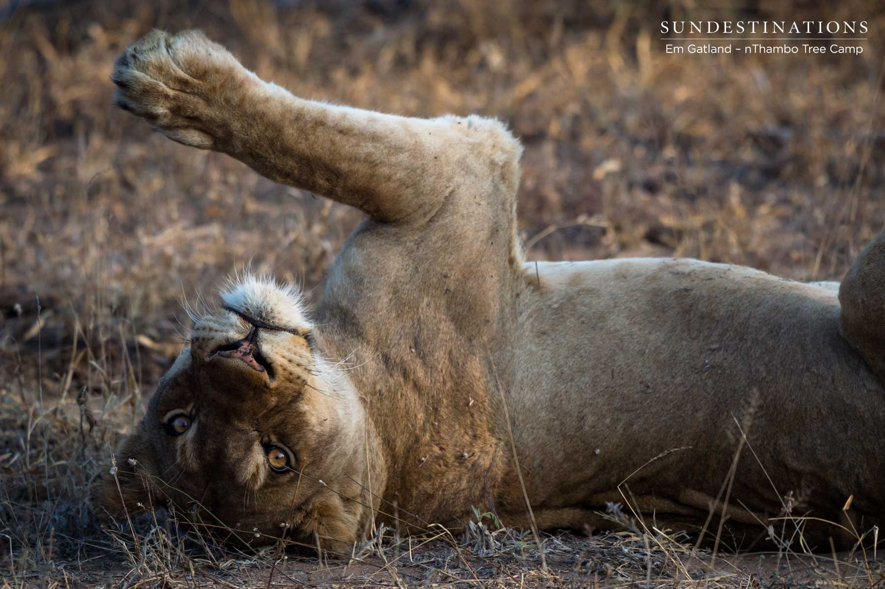 Lioness - Mbiri Lions