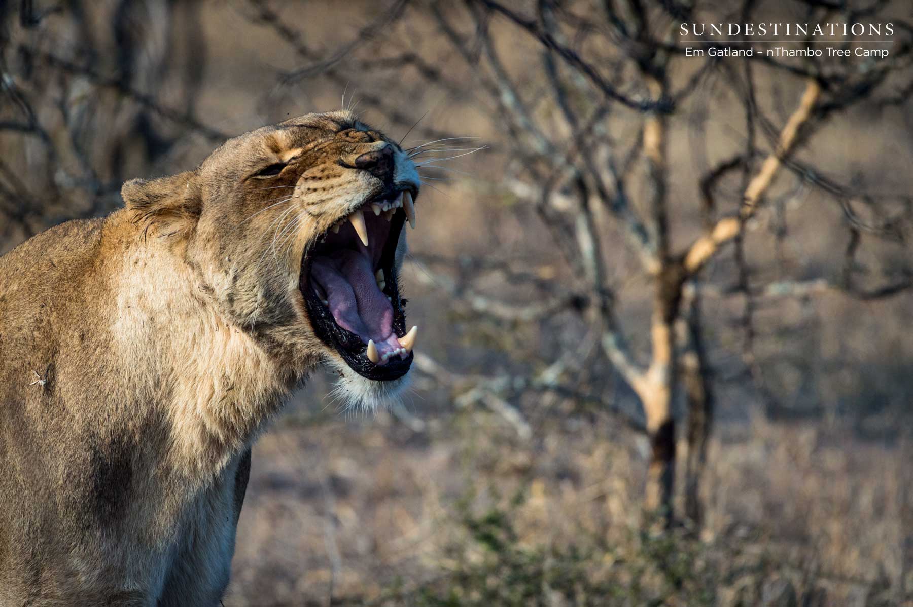 Lioness Mbiri Females