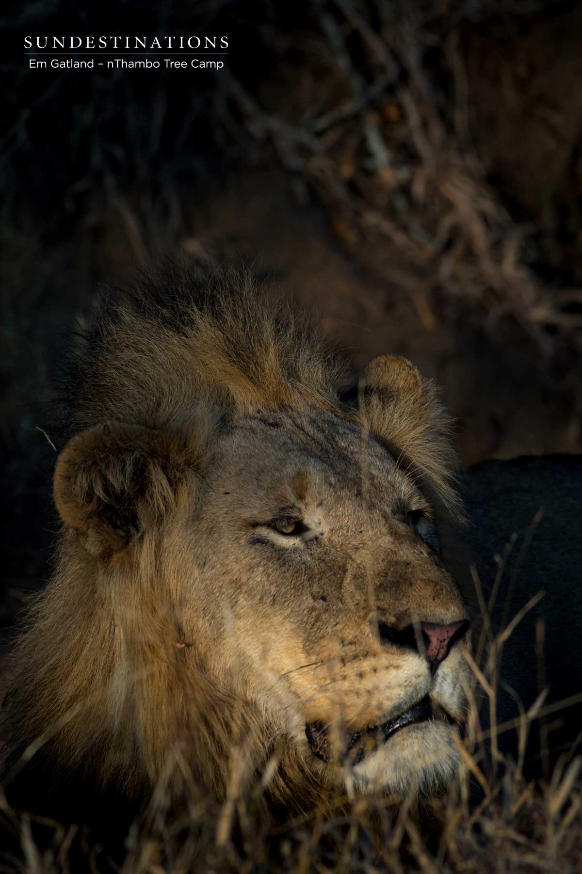 Handsome Male Lion