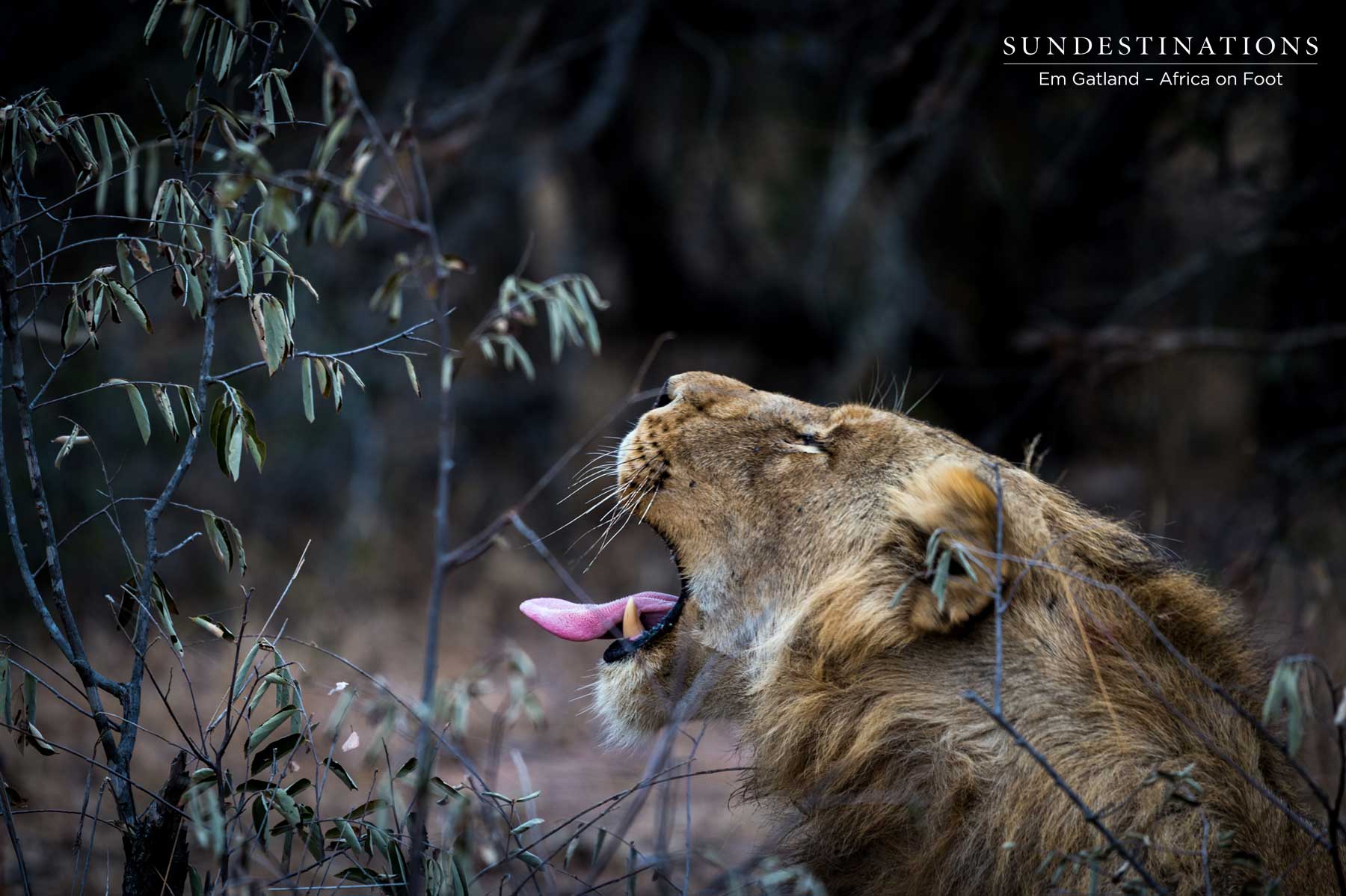 Mbiri Male Lion