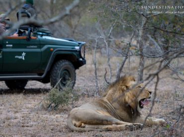 Whether it’s powerful matriarchs governing intelligent herds of elephant, protective lionesses hovering over their birth pride or motherly leopardesses teaching cubs the artful skill of conducting kills; one thing is undeniable in the bushveld – the feminine energy is powerful and often a force to be reckoned with. Lionesses are a powerhouse of maternal instinct, stealth […]