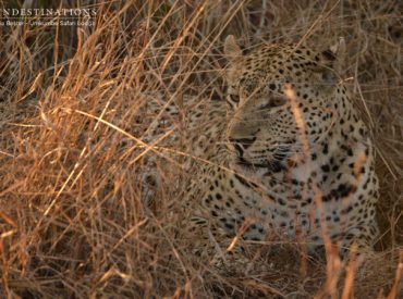 Respect your elders, even if they displace you from your meal and bully you into submission. That seems to be the perfect narration for the recent sequence of events to have unfolded on the Umkumbe traverse. Mxabene is a dominant, powerful male leopard that patrols his turf with pride and vigour. Male leopards tend to […]