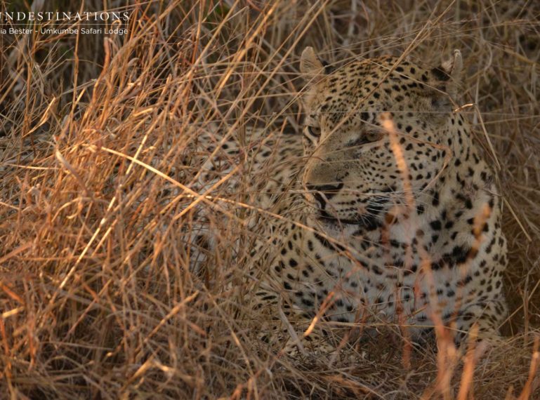 The Thieving Life of Mxabene the Leopard