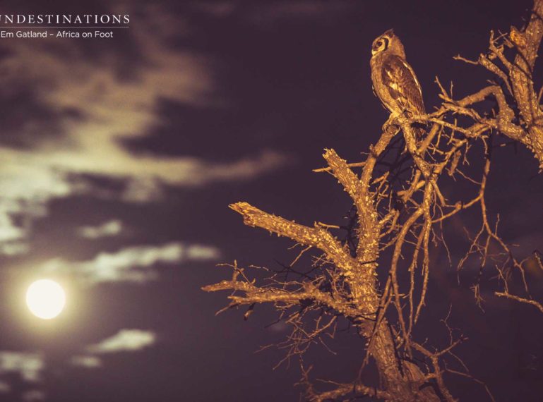 Photographing Owls is Always a Hoot