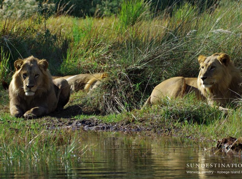 Warwick’s Rare Sighting of the Okavango Delta’s Swamp Lions