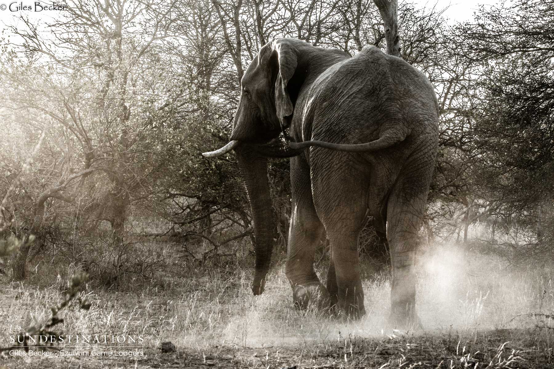 Elephant Dust Bath Ezulwini