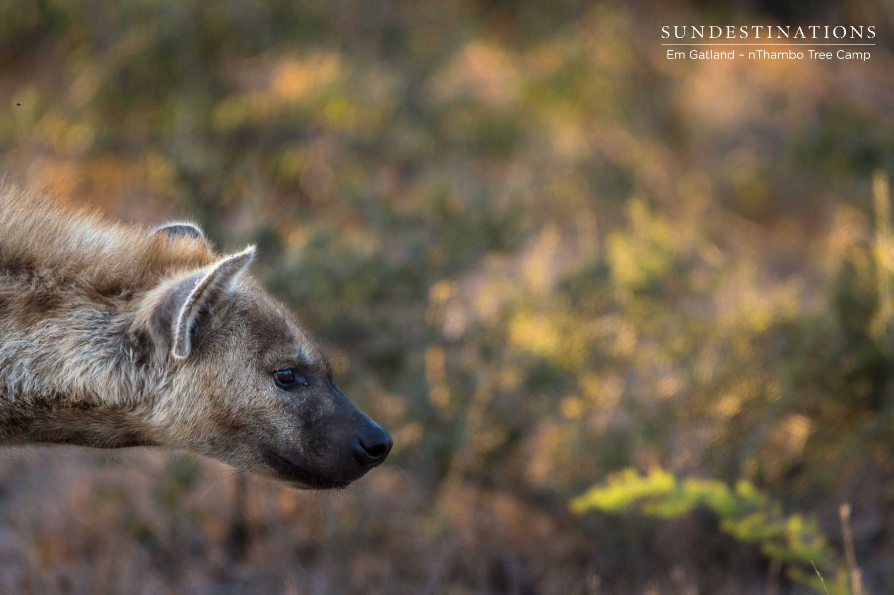 nThambo Hyena