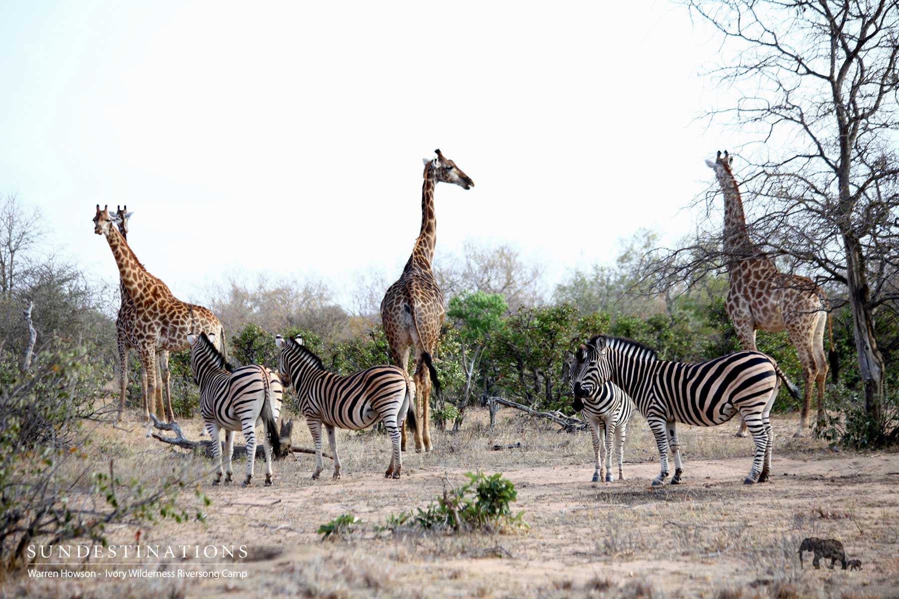 Zebra and Giraffe Ivory Wilderness