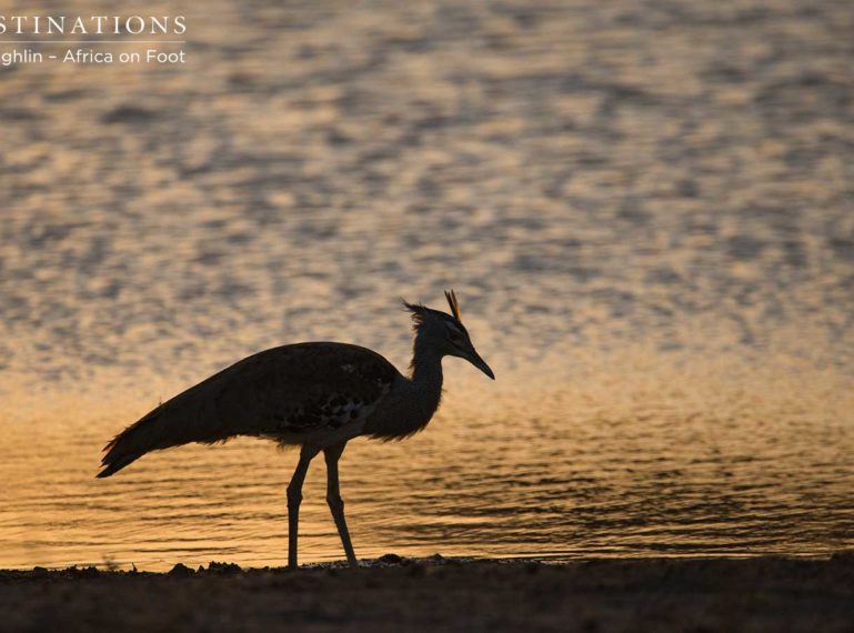 Week in Pics : Birds and Beasts