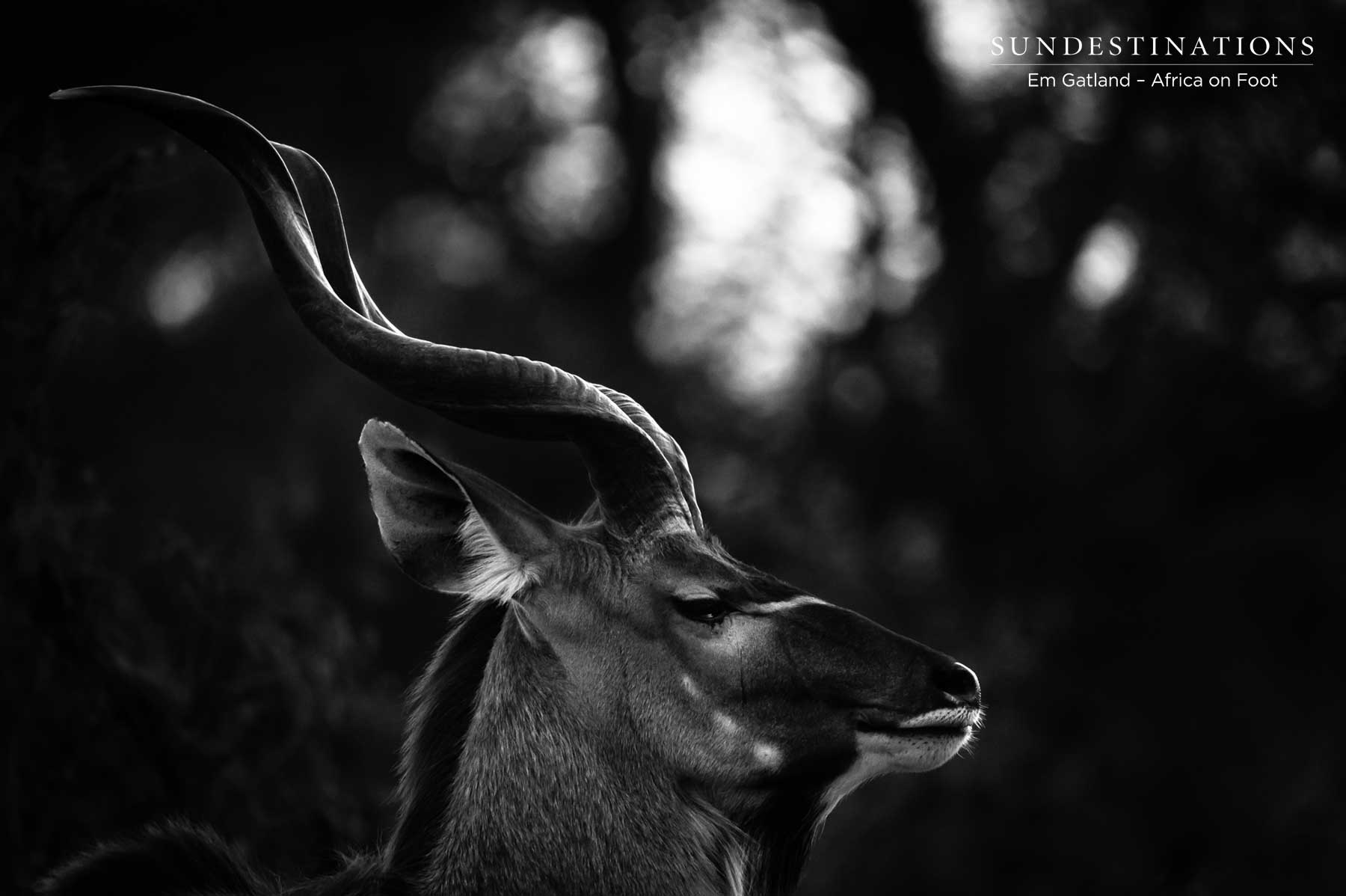 Kudu Africa on Foot