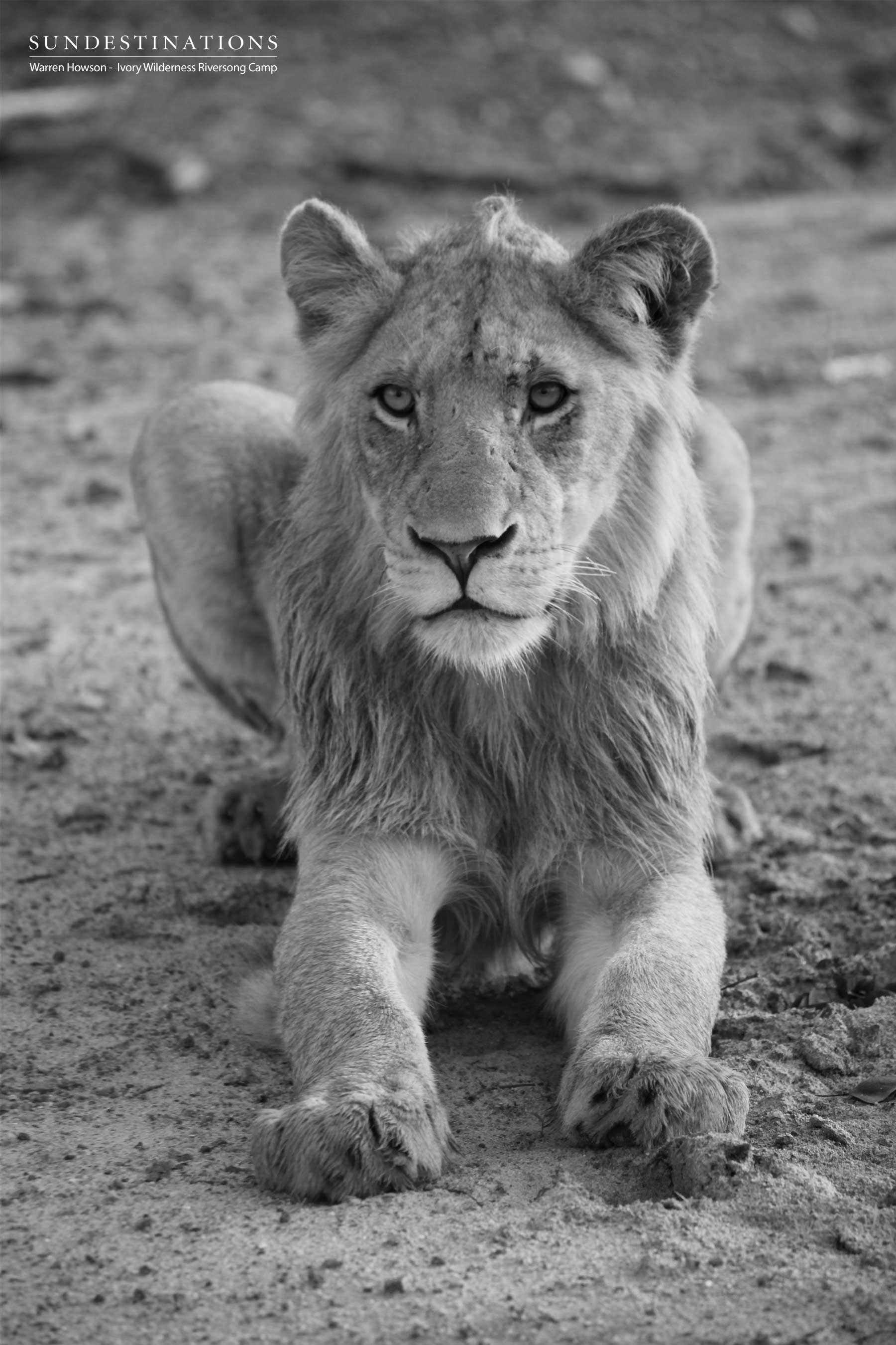 Lion Cub Ivory Wilderness