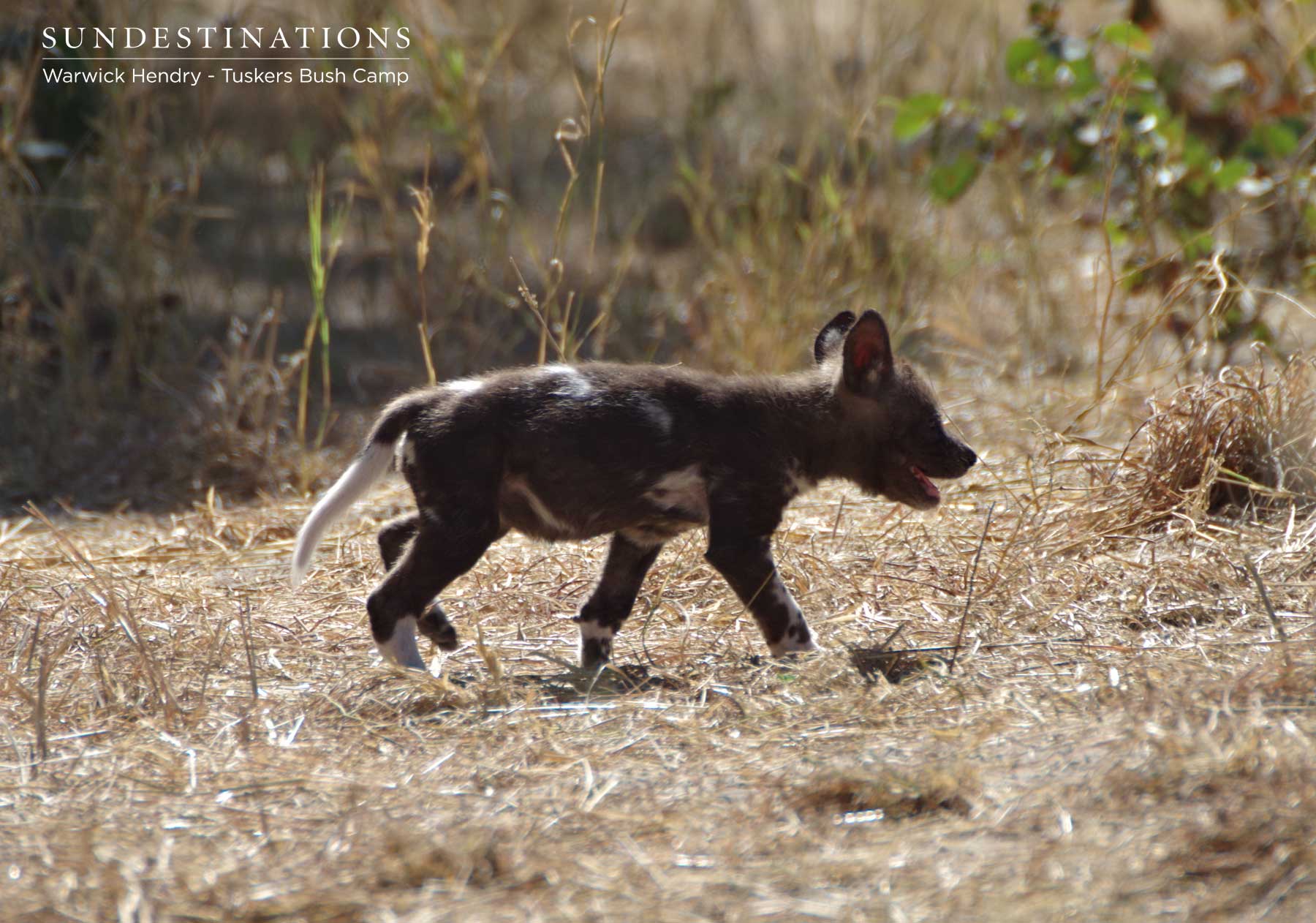 Wild Dog Pup Tuskers