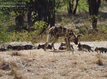 Warwick Hendry, an avid writer and photographer is currently based at our camps in Botswana. When he sent through his recent update, we were delighted and somewhat green with envy. This was the sighting of a lifetime!  Here is his blog : During a recent transfer from Tuskers Bush Camp to Xobega Island, a group […]