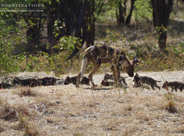 Tuskers Bush Camp : African Wild Dog Pup Sighting!