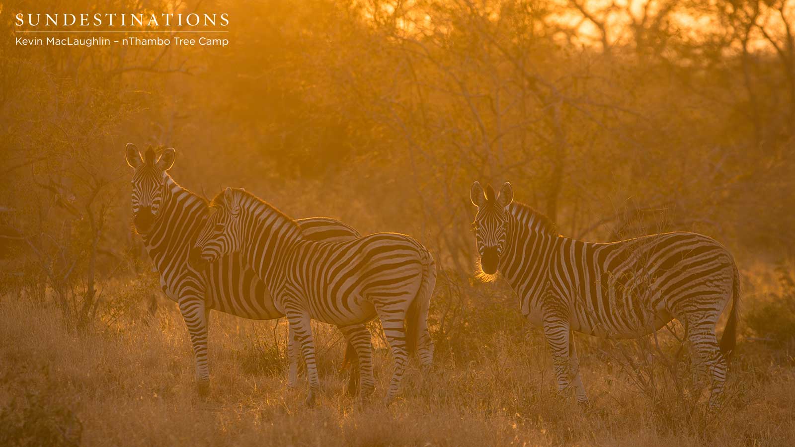 nThambo Zebra