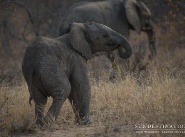 Colossal grey giants flay their trunks in time with the gentle breeze that sweeps through the Balule. Crunching can be heard from their eager debarking of trees and uprooting of arid vegetation, but we barely hear them trundle through the ‘veld because of the micro-morphology design of their cushioned feet.  The splashing of elephants is […]