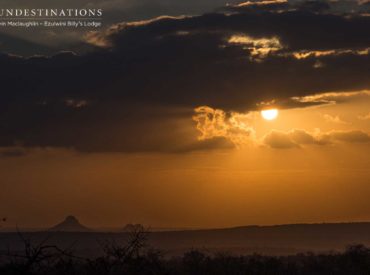 It’s that time of the week again, when we showcase the eccentric and unpredictable way of the wild. Our photographers and rangers head out into the bushveld with little expectation, but filled with hope. The expanse of land in our reserves means that wildlife roams free, and it’s up to us to track and observe […]