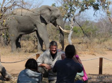 We’re in the full swing of winter in the bushveld, which means our lush velvet vegetation has now become arid and crunchy. During the winter, water sources dwindle which means wildlife congregates at waterholes and tend seek out any available water sources. Elephants love water and will only soak up water from pristine sources, hence their […]