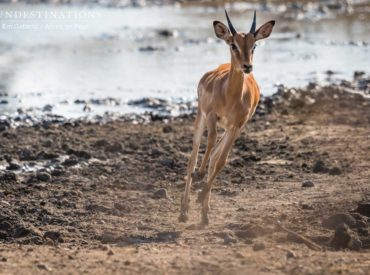 The bushveld is a dramatic place, where a brutal life unfolds before our eyes and the blows of nature at its worst are softened by heartwarming moments of nature at its best. We have leopards killing barn owl chicks while at the same time we experience the emergence of wild dog pups into the wild. […]