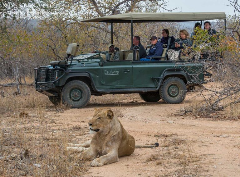 UPDATE : Machaton Male Lions STILL Causing Havoc in the Balule