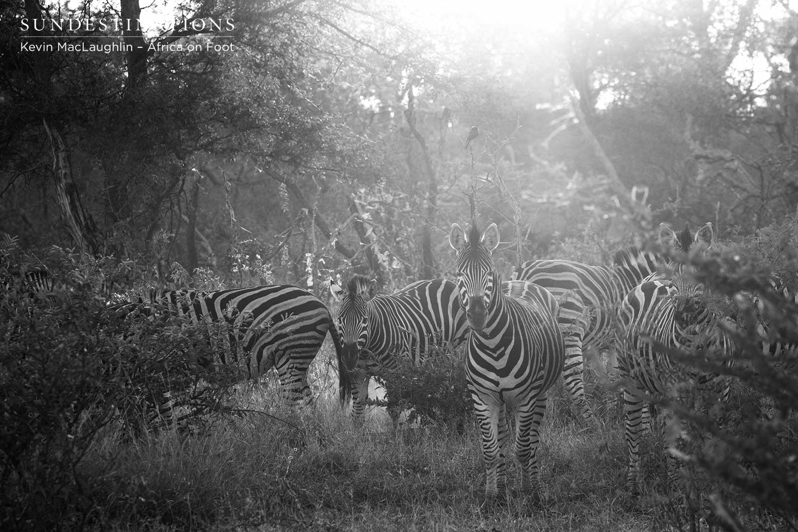 Zebra Africa on Foot