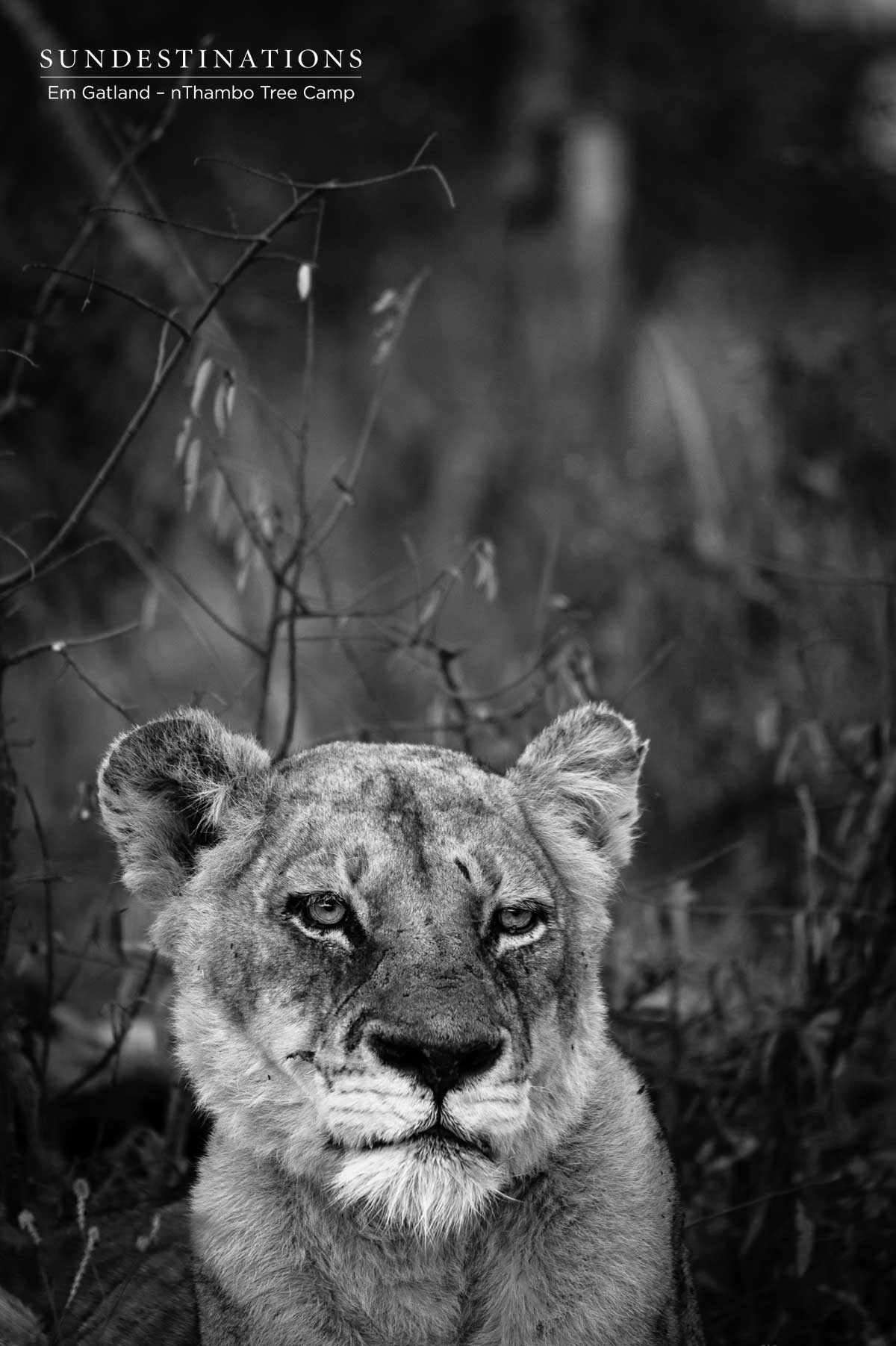 Ross Pride Breakaway Lioness