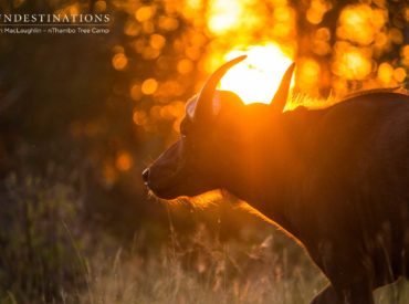 Welcome to the Week in Pictures, our time to showcase the exquisite images taken during the week. This week, we’ve seen an increase in wildlife visiting camps in an effort to seek out water sources. Lion dynamics are shifting and they’re not the only members of the big five we’re seeing at the moment. Bolshy buffalo, […]