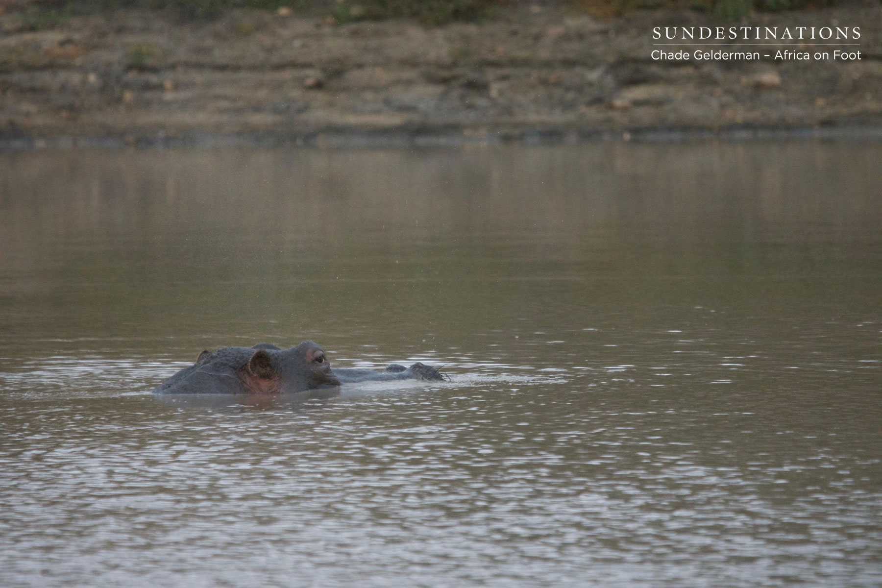 Hippo Guards its DAm