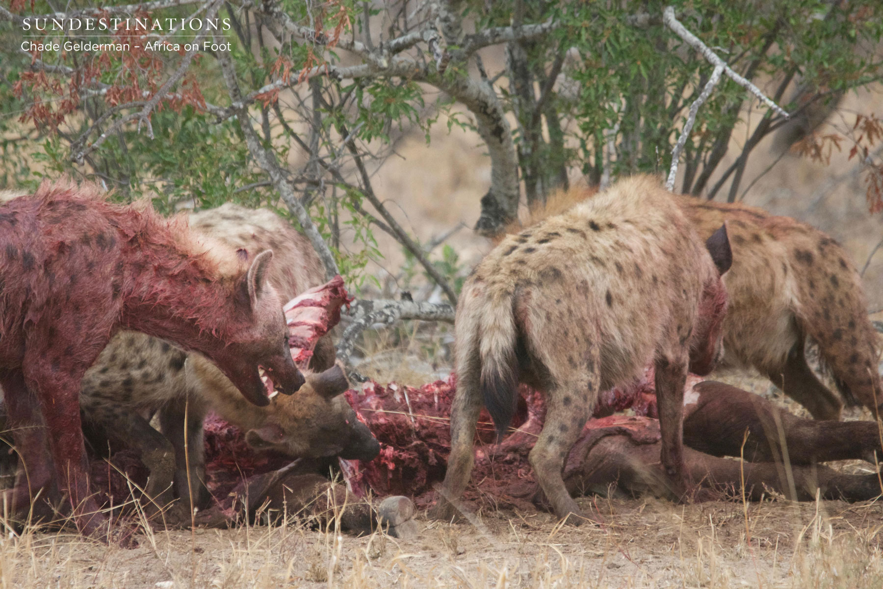 Hyena Feasting Buffalo