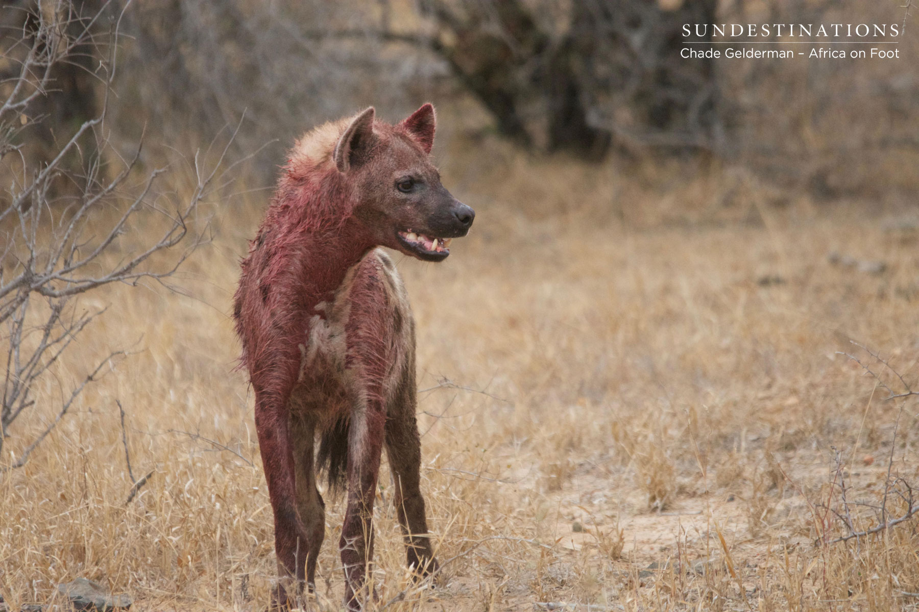 Bloodied Hyena After Kill