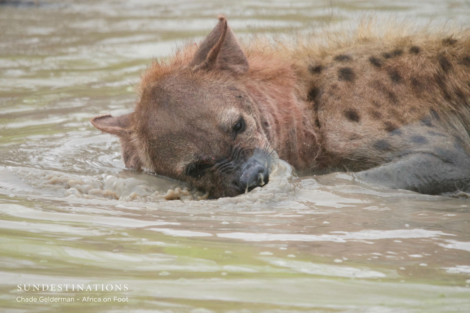 Hyena in Water