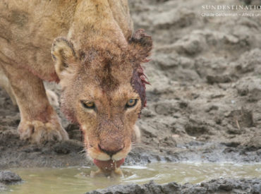 Africa on Foot camp manager Nadia and ranger Chade were driving back to camp when they happened across a clan of hyena feasting on a fresh kill. They stayed with the clan until one of them led the group to Jason’s Dam. Here they witnessed two (currently) unknown male lions heading towards the hyena kill. […]