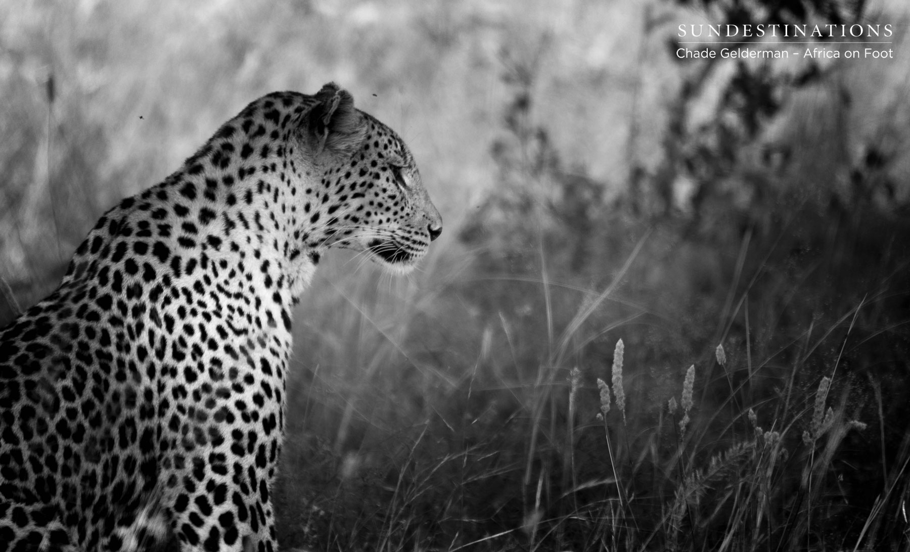 Leopard Sighting Africa on Foot