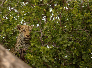 We ease into the weekend with a sense of excitement as another week in the bushveld comes to a delicate end. We are entering a new season, which means the weather patterns will begin to show their erratic moods. The colours of our landscape will slowly begin to shift into new hues, and wildlife behaviour […]