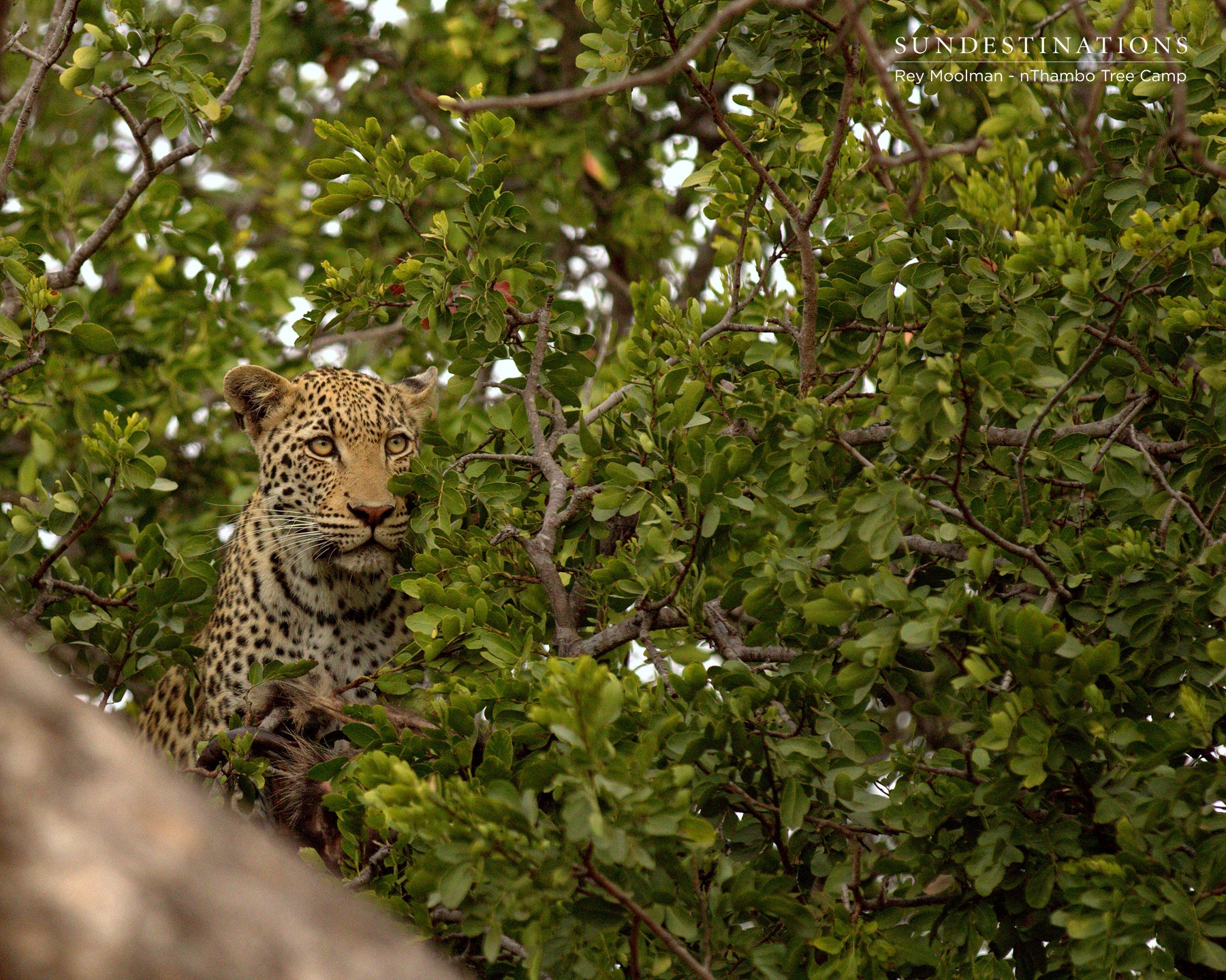 Leopard at nThambo