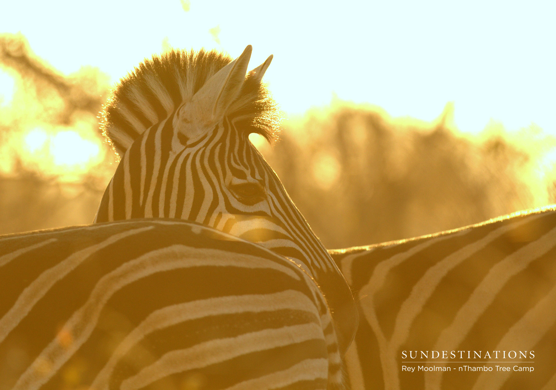 Zebra at nThambo